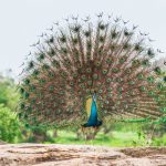 Peacock in natural habitat