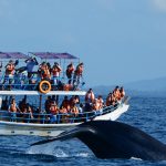 Mirissa-Whale-Watching