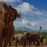 Pinnawala-Elephant-Orphanage-1920