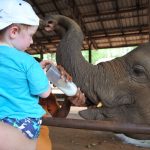 Pinnawala elephant orphanage (2)