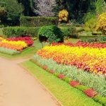 peradeniya_botanical_gardens