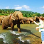 pinnawala-elephant-orphanage-feeding-elephants